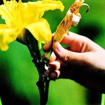 отрезать лилейники шаг 2