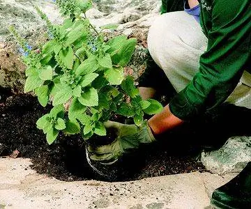 Руководство по уходу за многолетниками