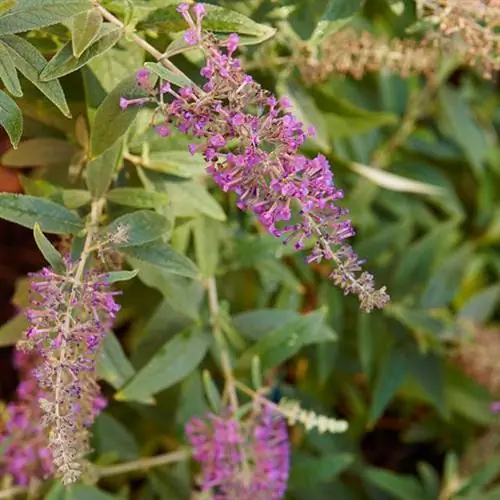 Буддлея 'Purple Haze'