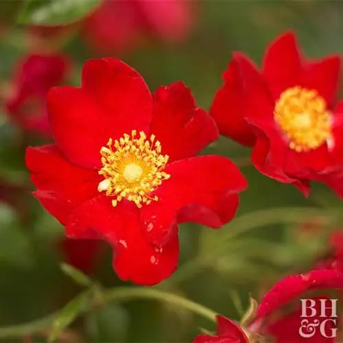 Роза 'Flower Carpet Scarlet'
