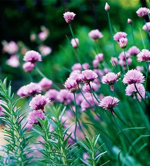 Легко выращиваемые травы