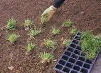 Газонные заглушки и веточки: шаг 2