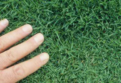 Газонные пробки и веточки: шаг 4