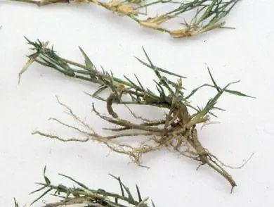 Газонные веточки