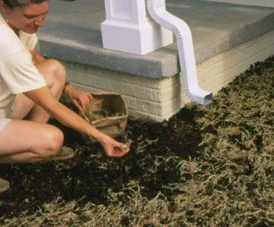 Посадка газонных веточек