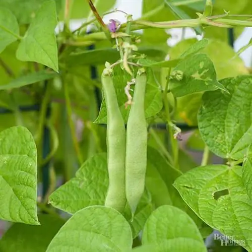 Мишеллер Топор Сад на крыше