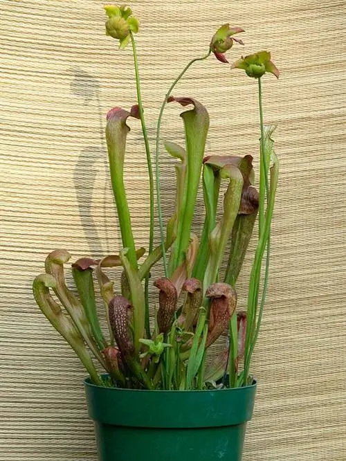 Саррацения