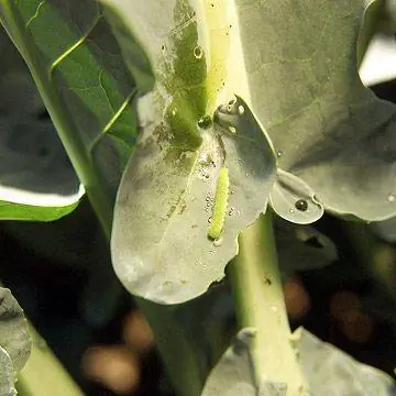 Остановите капустных петель в вашем саду