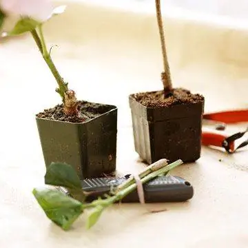 Научитесь прививать свои любимые растения