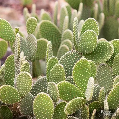 Выращивание пустынных растений