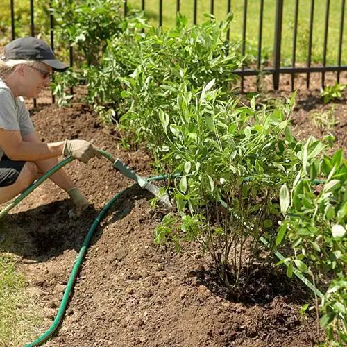 кустарники