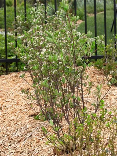 живая изгородь