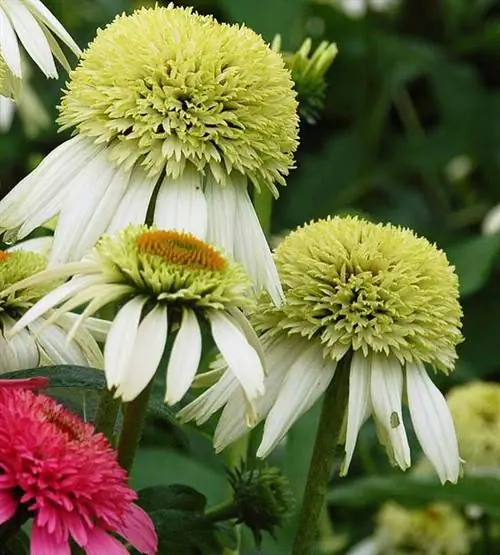 кокосовый лайм эхинацеи