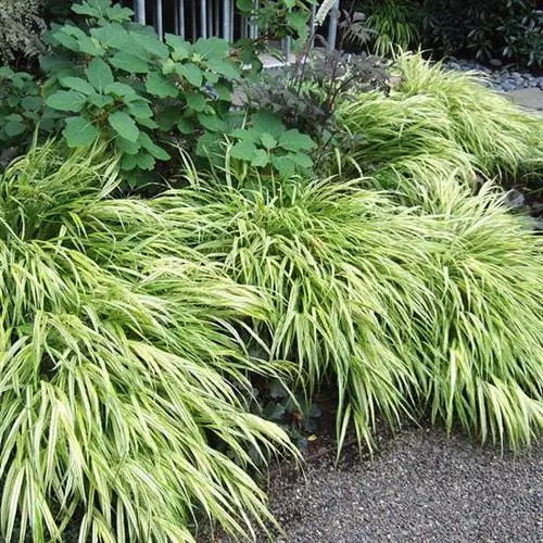 японская лесная трава