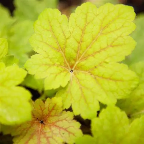 Гейхера «Электра»