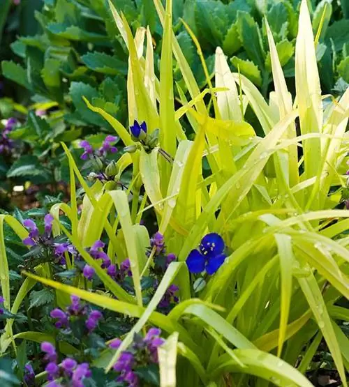 милая Кейт Паучок