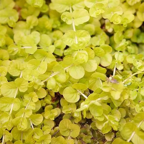 ползучая Дженни