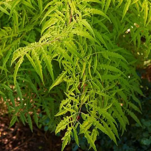 сумах тигровый глаз