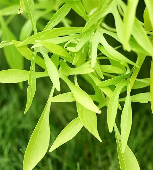 виноградная лоза сладкого картофеля