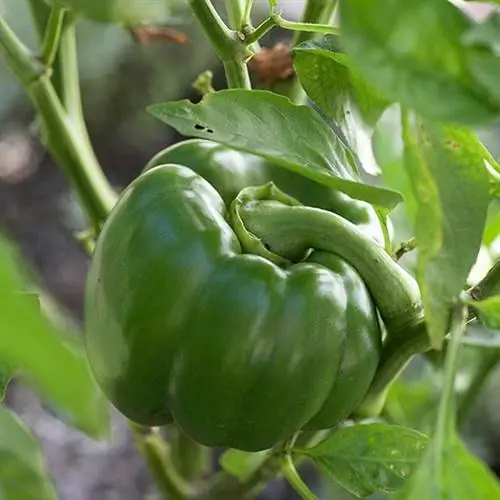 Гигантский болгарский перец Keystone