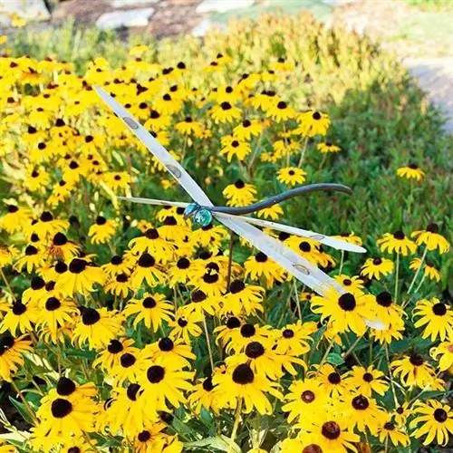 Август Советы по садоводству на северо-востоке