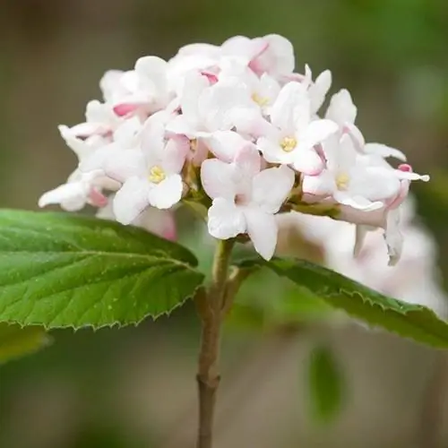 Калина карлезия