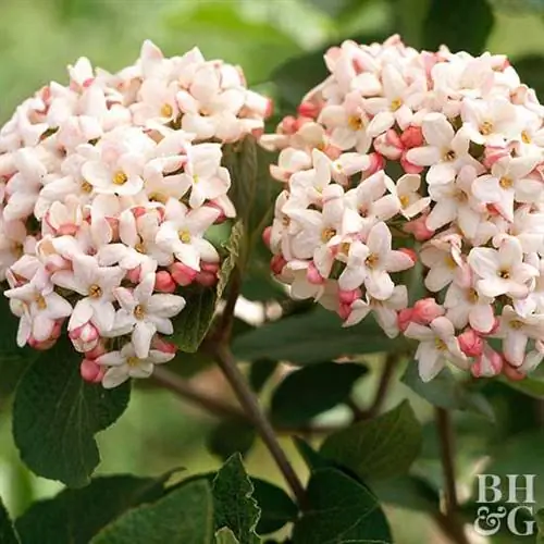 корейская приправа Viburnum carlesii