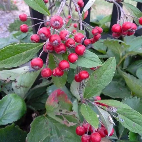 Черноплодная рябина (Aronia arbutifolia)