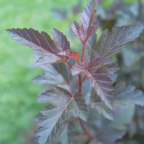 Дьявольская кора (Physocarpus opulifolius 'Monlo')