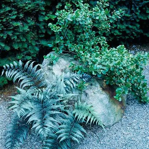 Японский расписной папоротник (Athyrium nipponicum pictum)