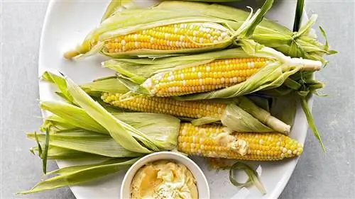 Вареная кукуруза в початках