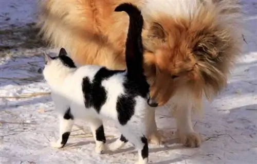 Советы, как сделать ваш дом гостеприимным для вновь прибывшего щенка - собаки и кошки