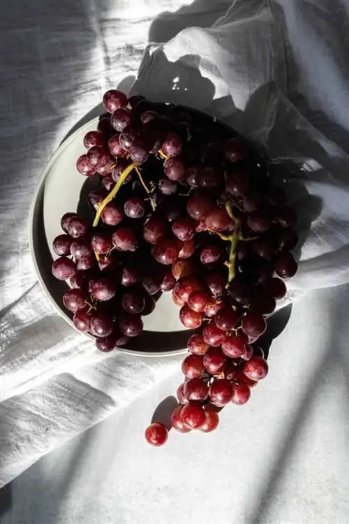 Продукты, о которых вы, вероятно, не знали, вредны для собак - виноград