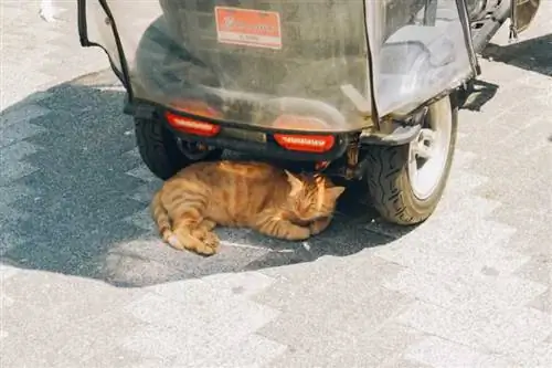 кот в тени
