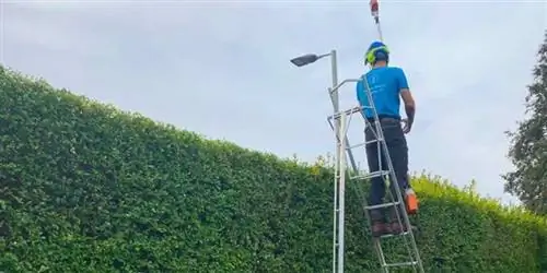 мужчина подстригает живую изгородь