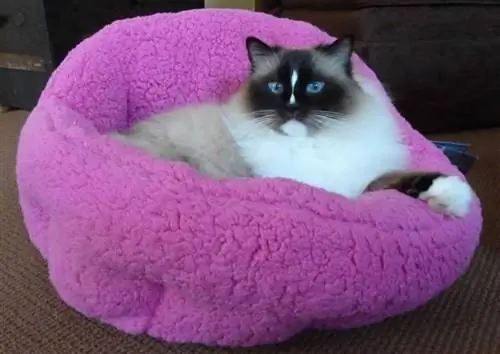 Советы по покупке отличной кошачьей подстилки для дома - фиолетовая кошачья подстилка