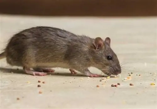 На что стоит обратить внимание в лучшем сервисе по избавлению от крыс