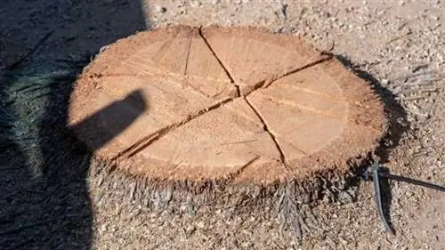 Эффективные советы по удалению пня пальмы