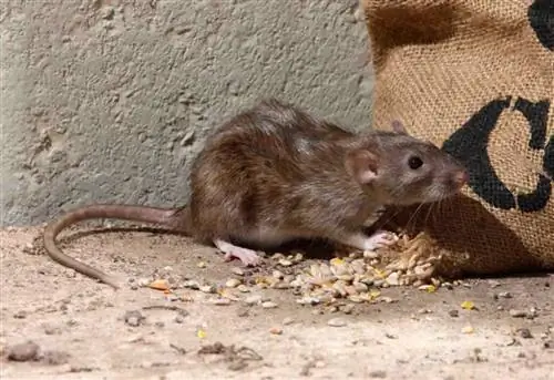 Как найти лучший сервис по избавлению от Palm Rats - пальмовой крысы