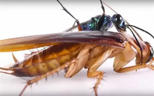 Руководство по распространенным домашним инфекциям