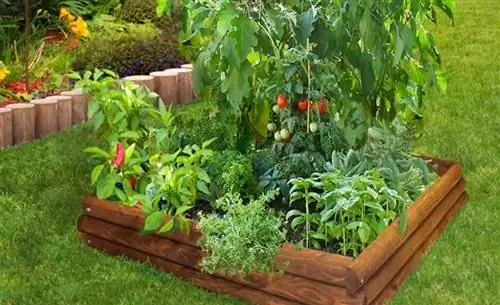 Компаньон для посадки помидоров на приподнятой грядке