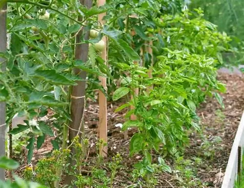 Компаньоны для посадки томатов