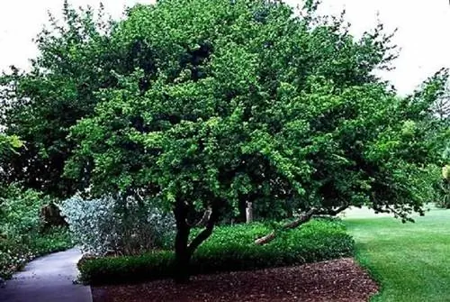 Какие деревья посадить в Северной Калифорнии?