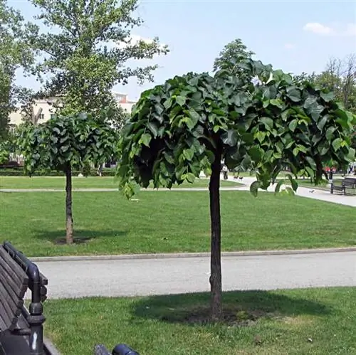 Какие деревья посадить в Северной Калифорнии - pendula