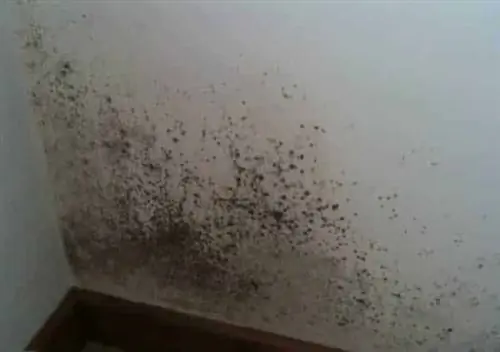 Как удалить плесень и грибок в доме