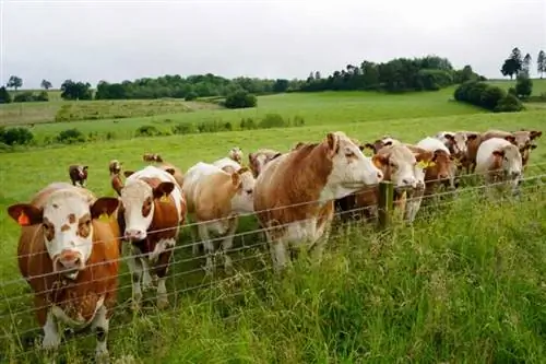 Как построить забор для скота: 5 советов, как сделать это правильно