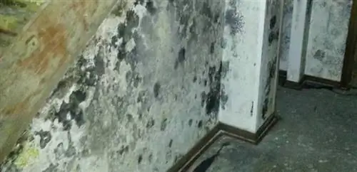 Почему в подвале растет плесень - плесень