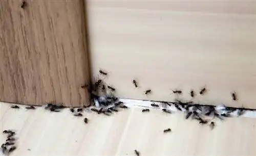 заражение муравьями