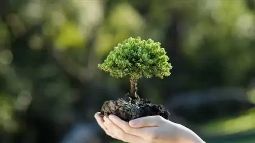 Как ухаживать за недавно посаженными деревьями
