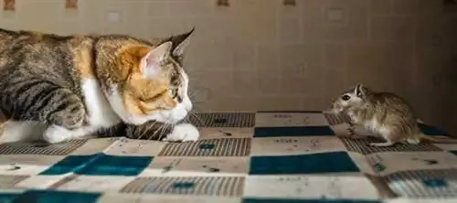 Летняя профилактика вредителей